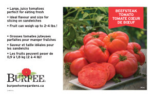 Bench Card - Tomato - Beefsteak