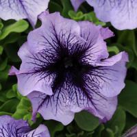 Paparazzi<sup>®</sup> Palladium Purple Petunia