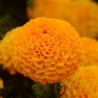 Taishan<sup>®</sup> Orange African Marigold
