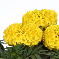Taishan<sup>®</sup> Yellow African Marigold