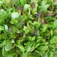 Salad Bowl Mix Lettuce
