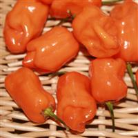 Habanero Orange Pepper