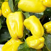Peppers from Heaven Yellow Pepper