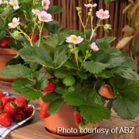 Berries Galore™ Pink Strawberry
