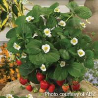 Berries Galore™ White Strawberry