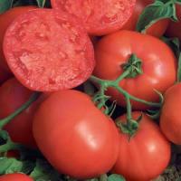 BushSteak Tomato