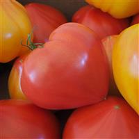 Love Gourmandia Red Tomato