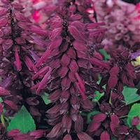 Vista™ Purple Salvia