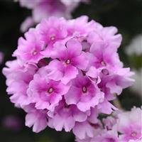 EnduraScape™ Pink Bicolor Verbena