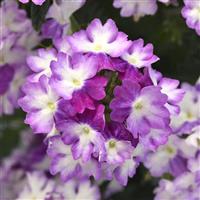 EnduraScape™ Purple Fizz Verbena
