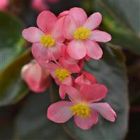 Dragon Wing<sup>®</sup> Pink Bronze Leaf Begonia