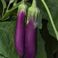 Violet Delite Eggplant