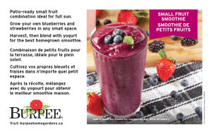 Bench Card - Small Fruit Smoothie