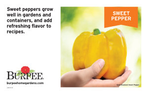 Bench Card - Sweet Pepper