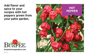 Bench Card - Hot Pepper